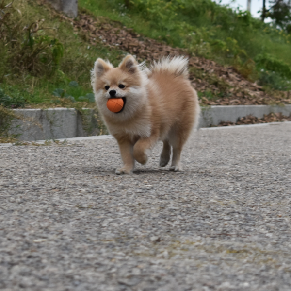 Dogball  pequeña naranja - Imagen 5