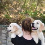 Consejos para tratar la ansiedad por separación en perros